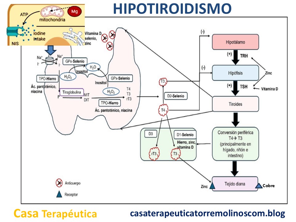 Guía Completa sobre Nutrientes en el Hipotiroidismo