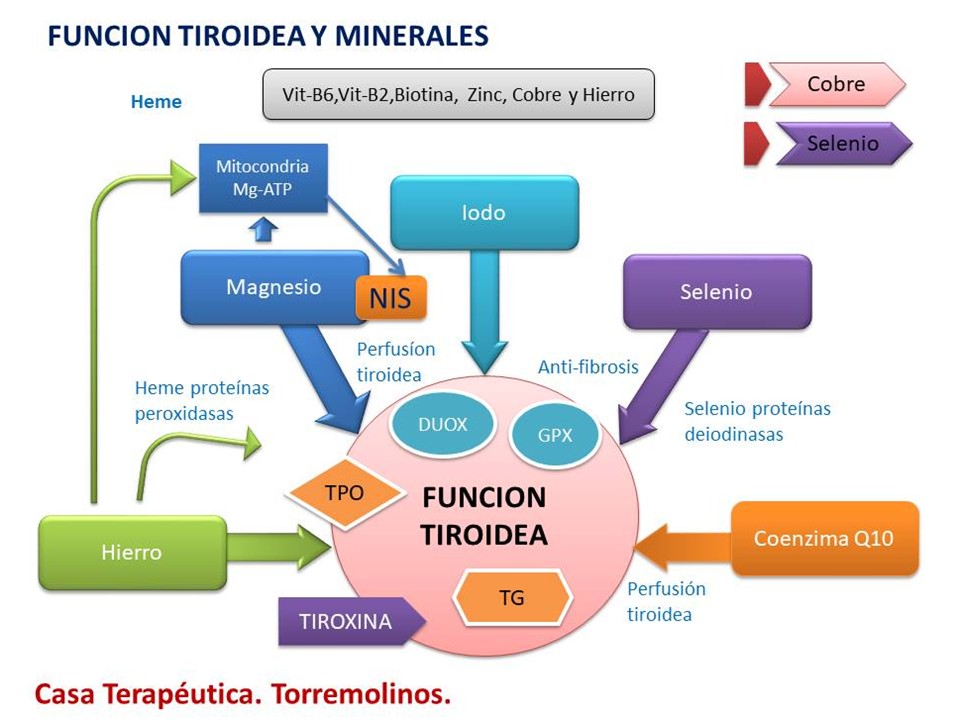 Minerales  y Función Tiroidea